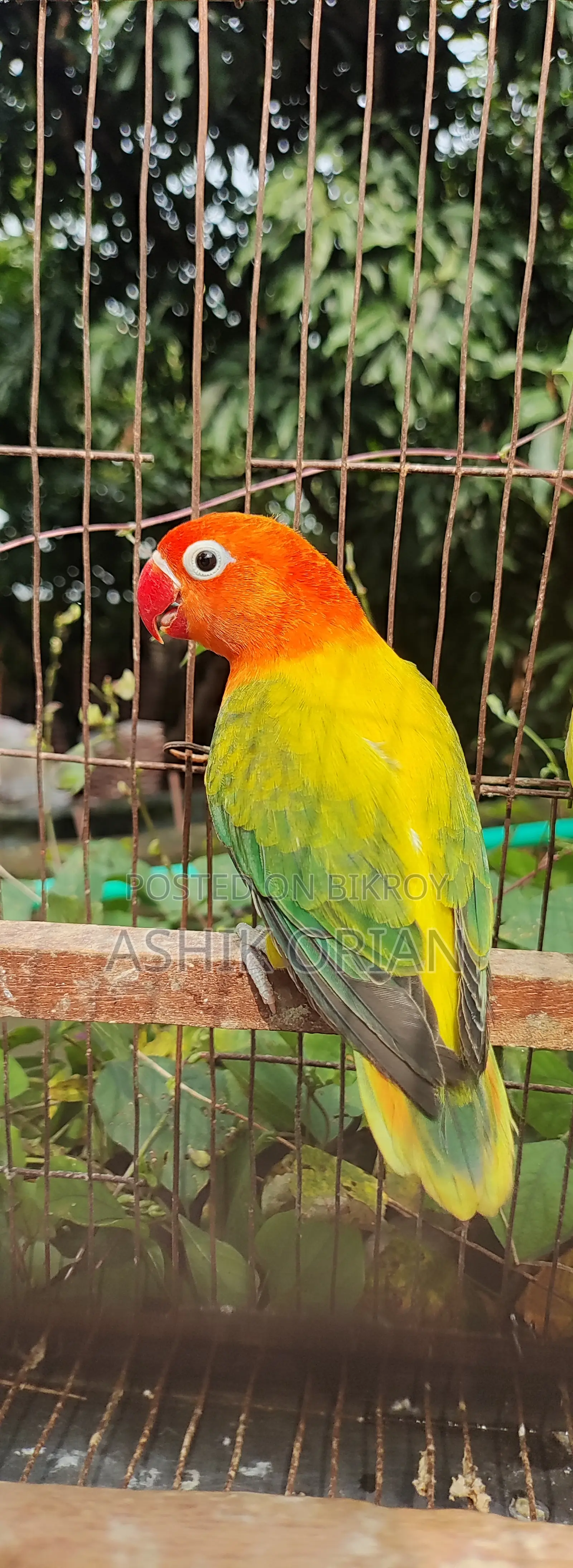 Love Bird
