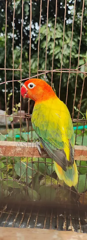 Love Bird