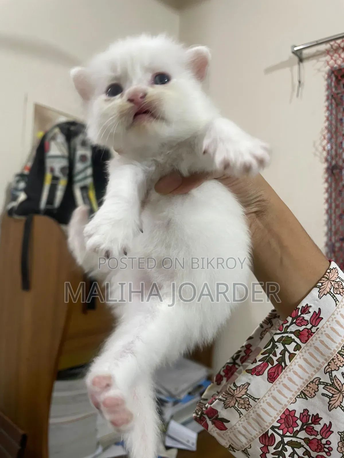 1-3 Months Male Purebred Persian