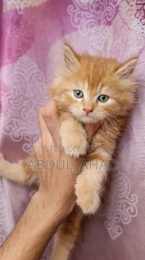 1-3 Months Male Purebred Persian