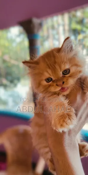 1-3 Months Male Purebred Persian