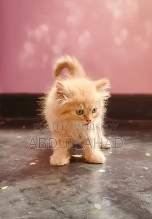 1-3 Months Male Purebred Persian