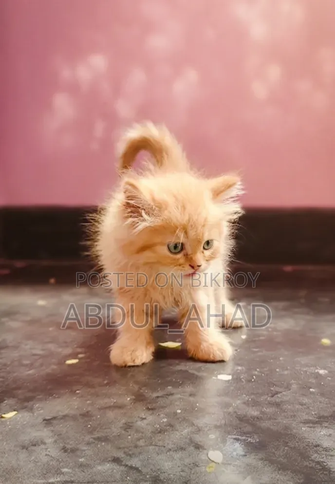 1-3 Months Male Purebred Persian