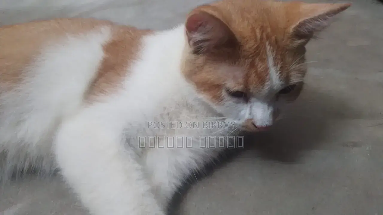 6-12 Months Female Purebred Persian
