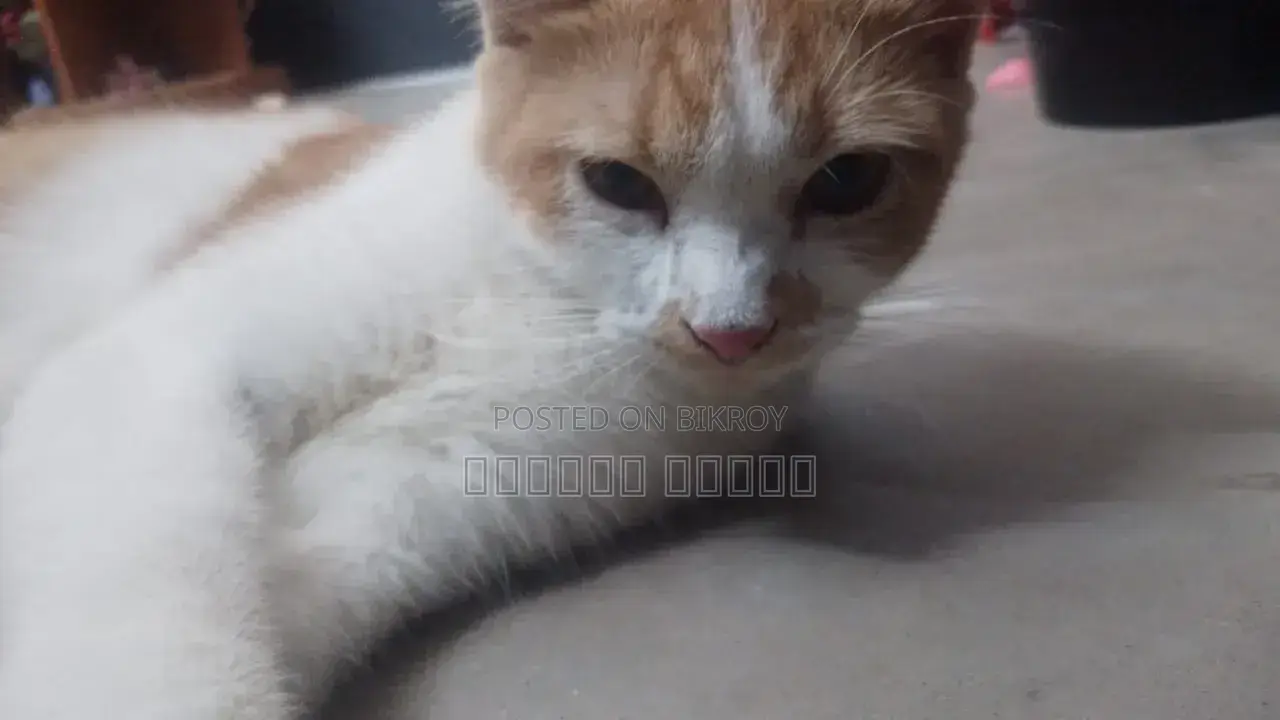 6-12 Months Female Purebred Persian