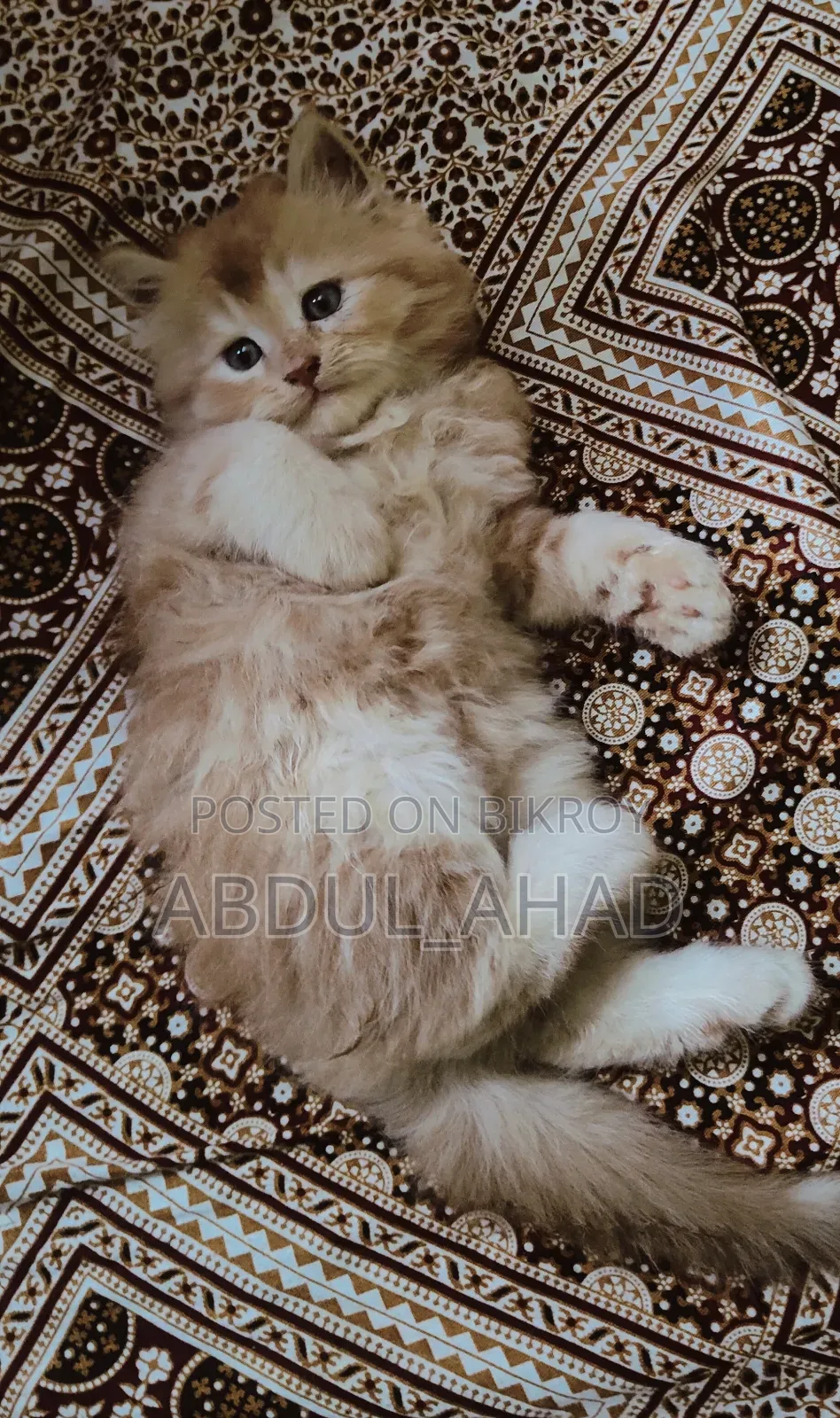 1-3 Months Male Purebred Persian