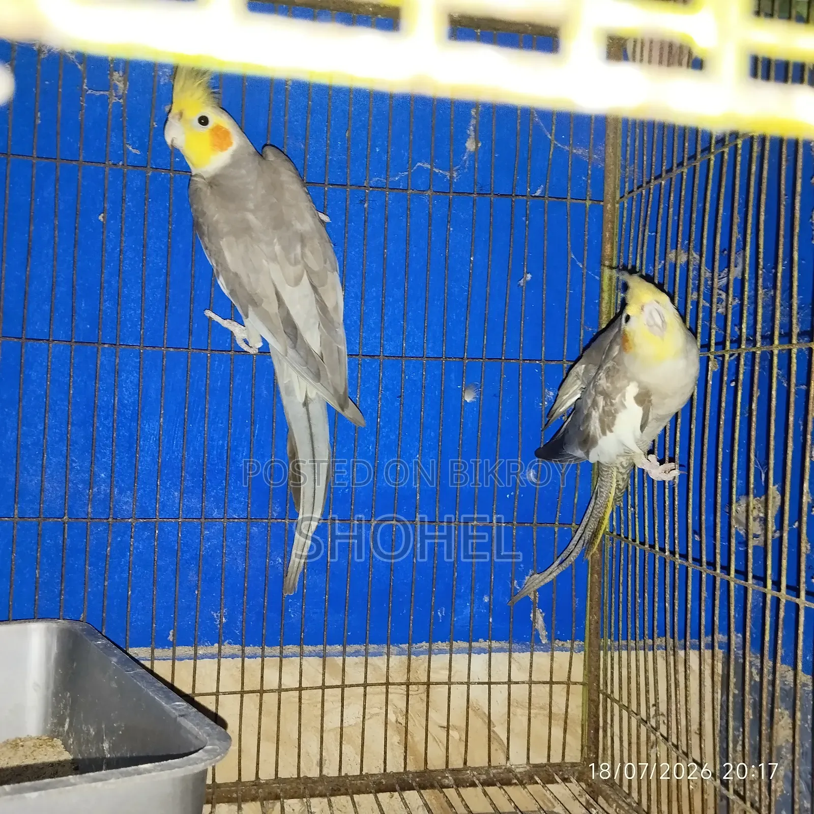 ককাটেল জোড়া