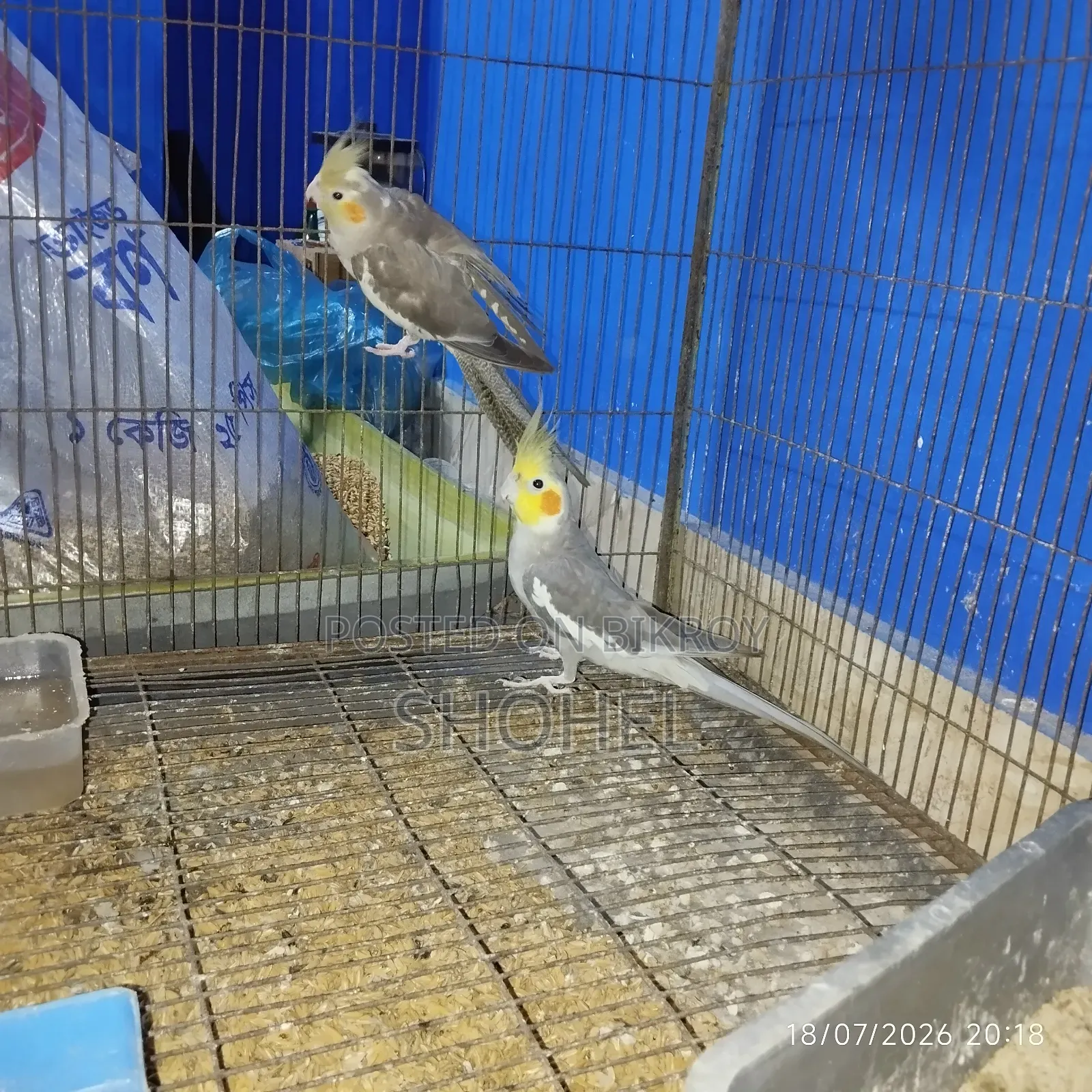 ককাটেল জোড়া
