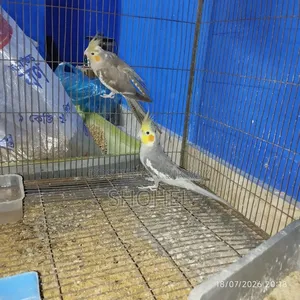 ককাটেল জোড়া