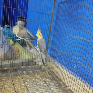 ককাটেল জোড়া