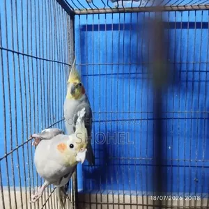ককাটেল জোড়া