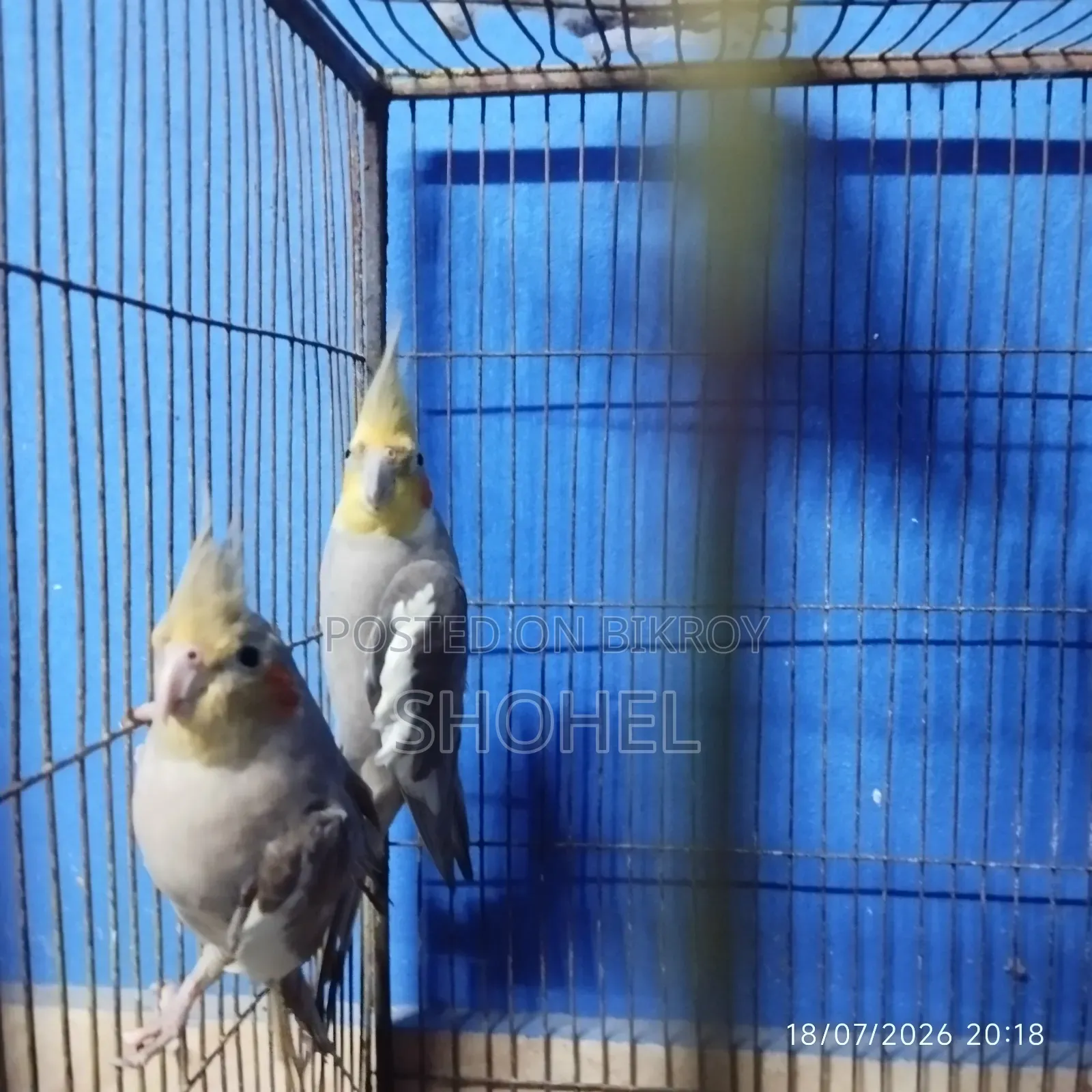ককাটেল জোড়া