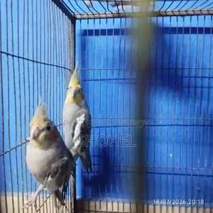 ককাটেল জোড়া