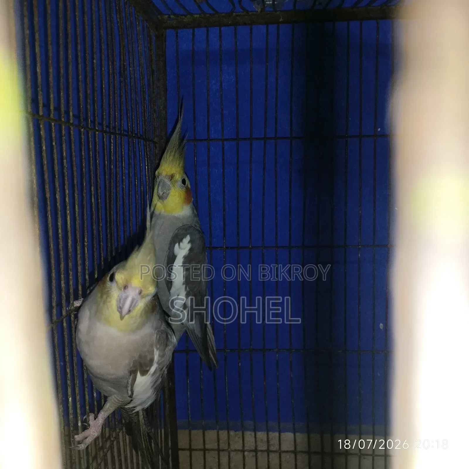 ককাটেল জোড়া