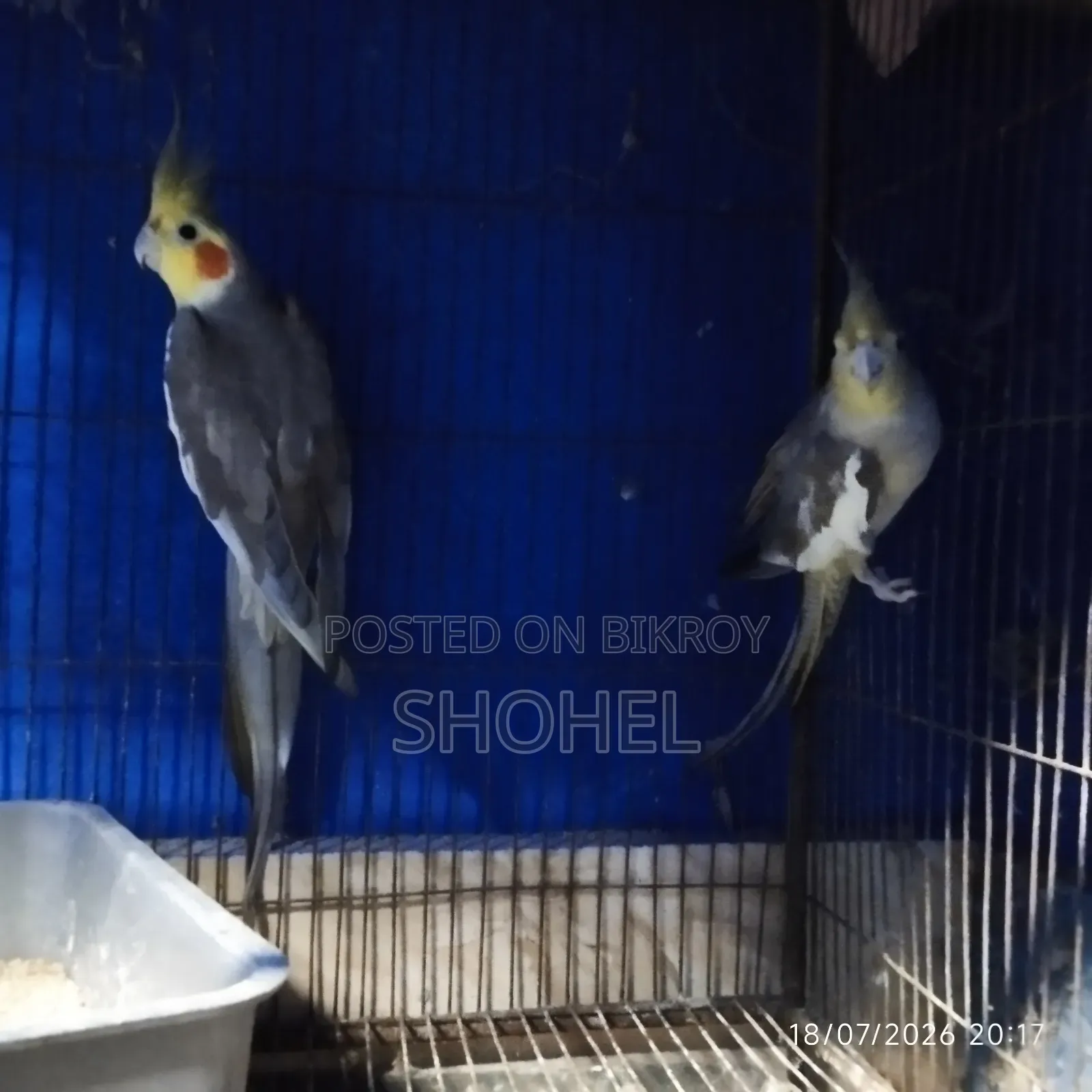 ককাটেল জোড়া