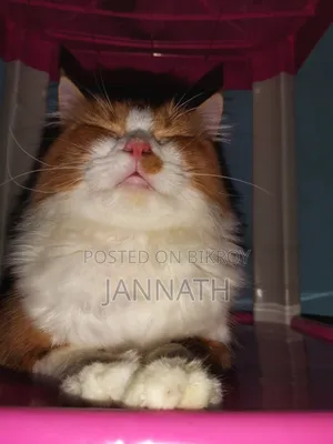 3-6 months Female Mixed Breed Persian