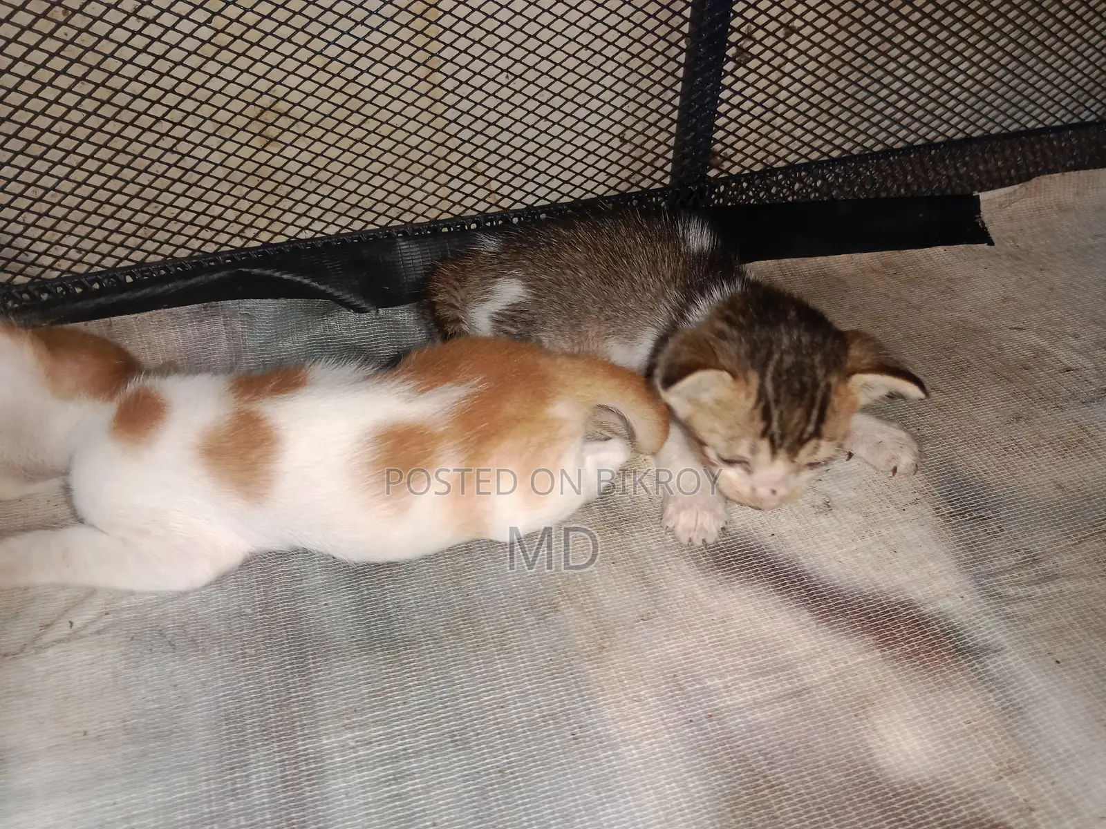0-1 Month Female Purebred Bengal Kitten