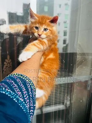 1-3 months Female Purebred Maine Coon