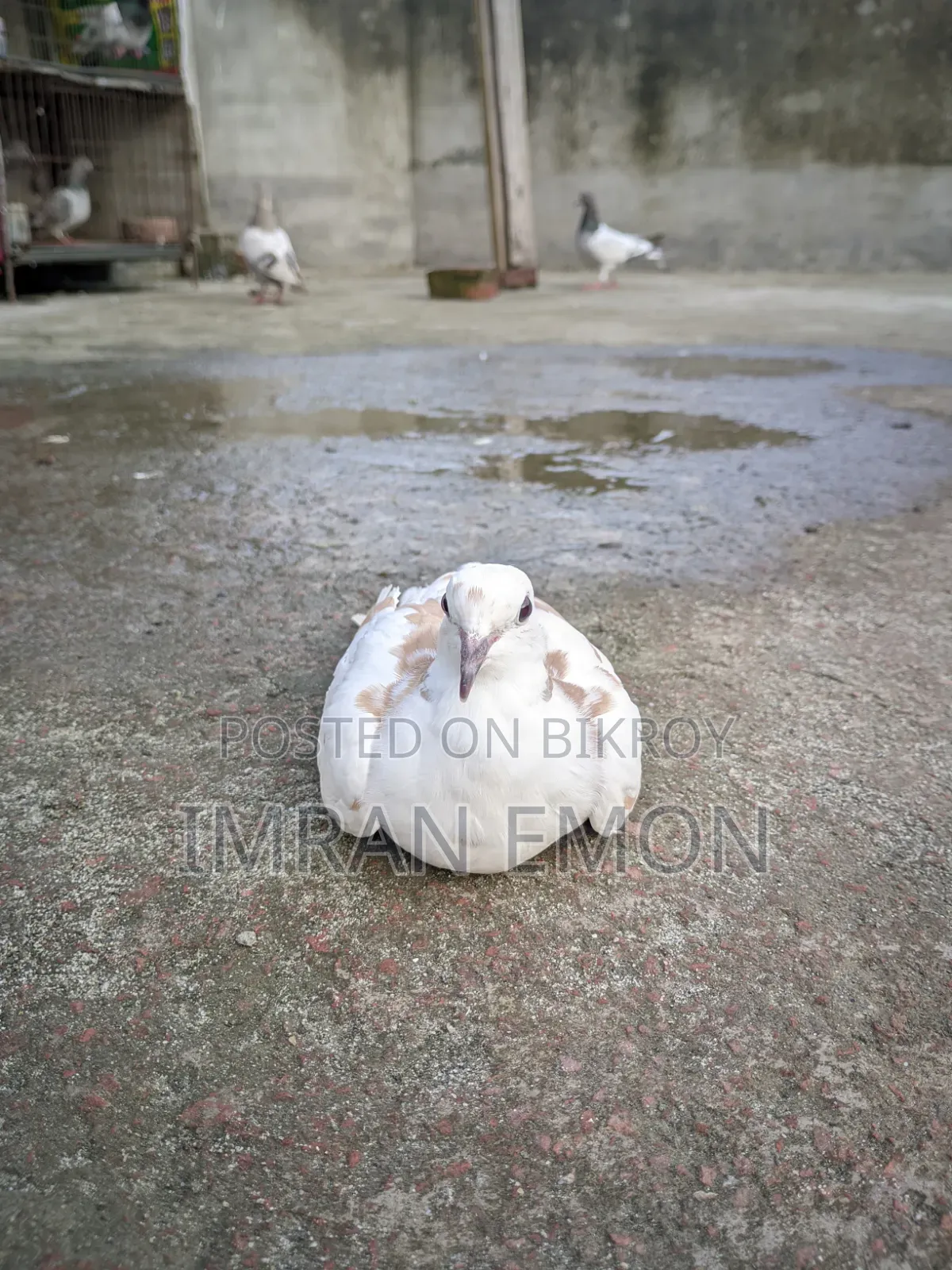 কিউট পাখি বিক্রির জন্য