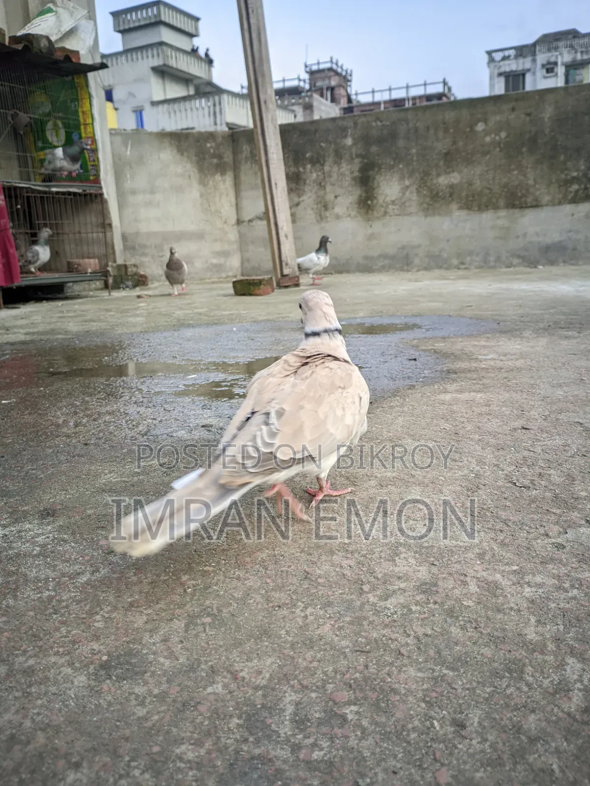 কিউট পাখি বিক্রির জন্য