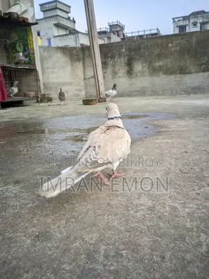 কিউট পাখি বিক্রির জন্য