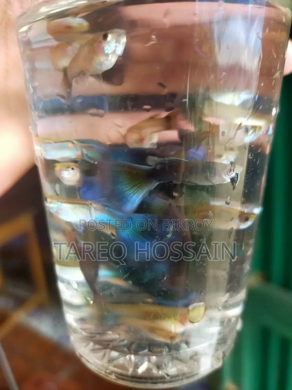 Colorful Fish