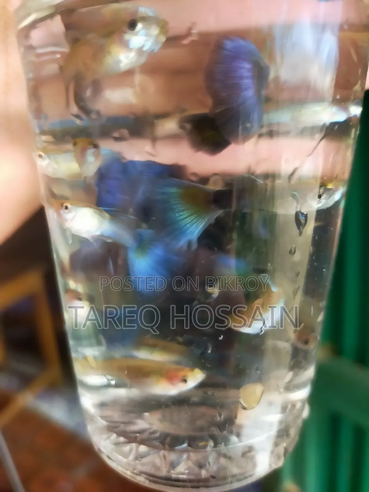 Colorful Fish