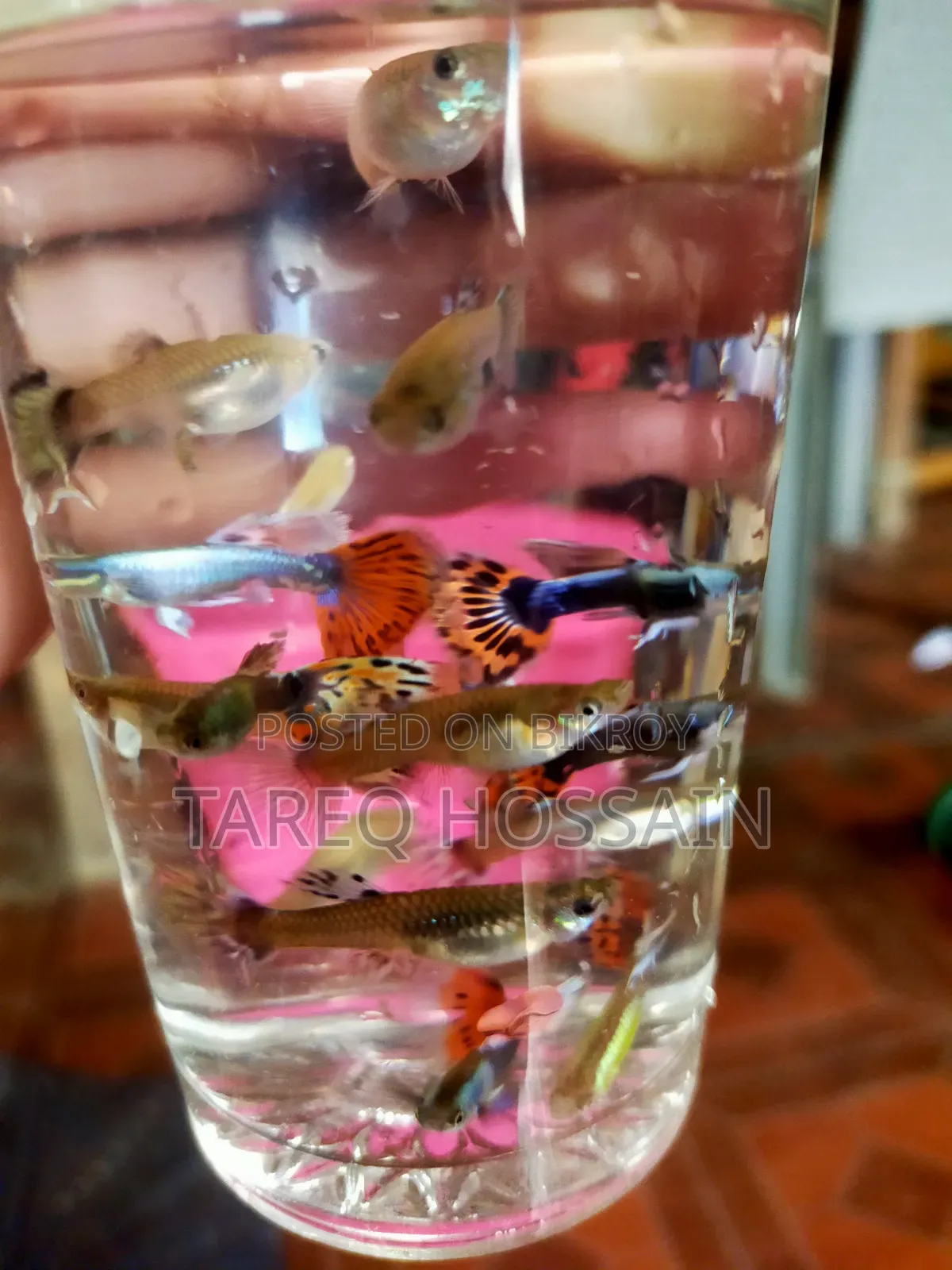 Colorful Fish