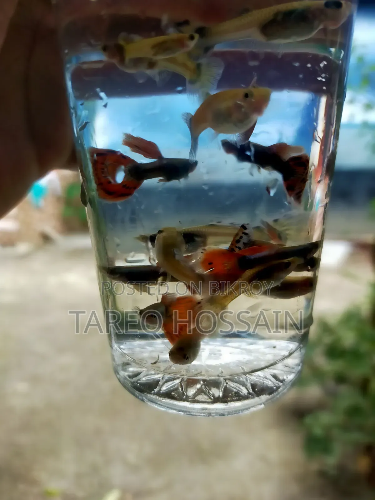 Colorful Fish
