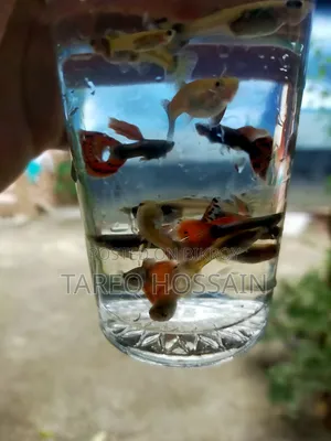 Colorful Fish