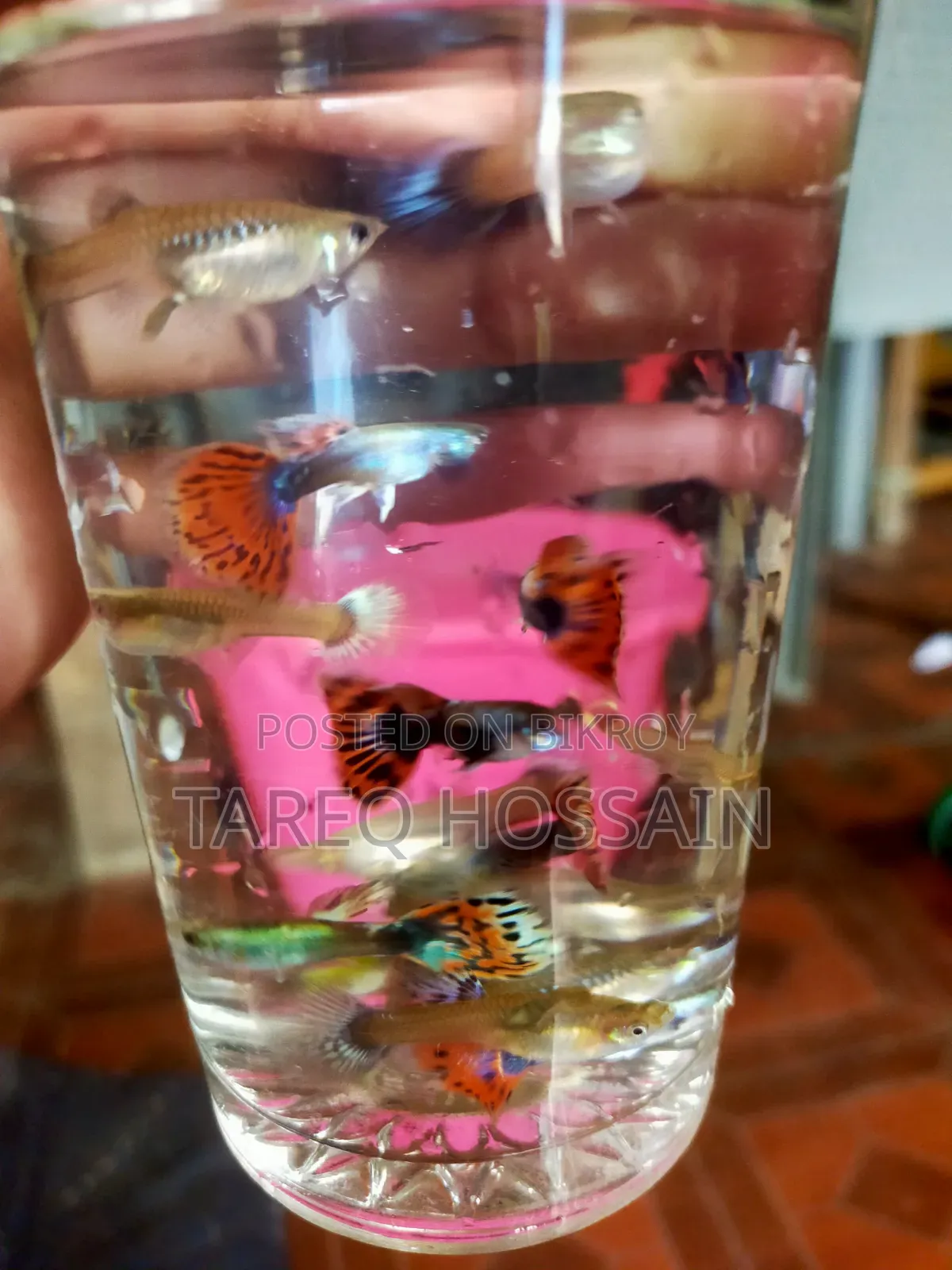 Colorful Fish