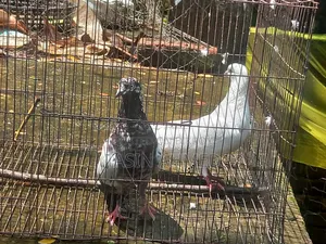 কবুতর রানিং জোরা