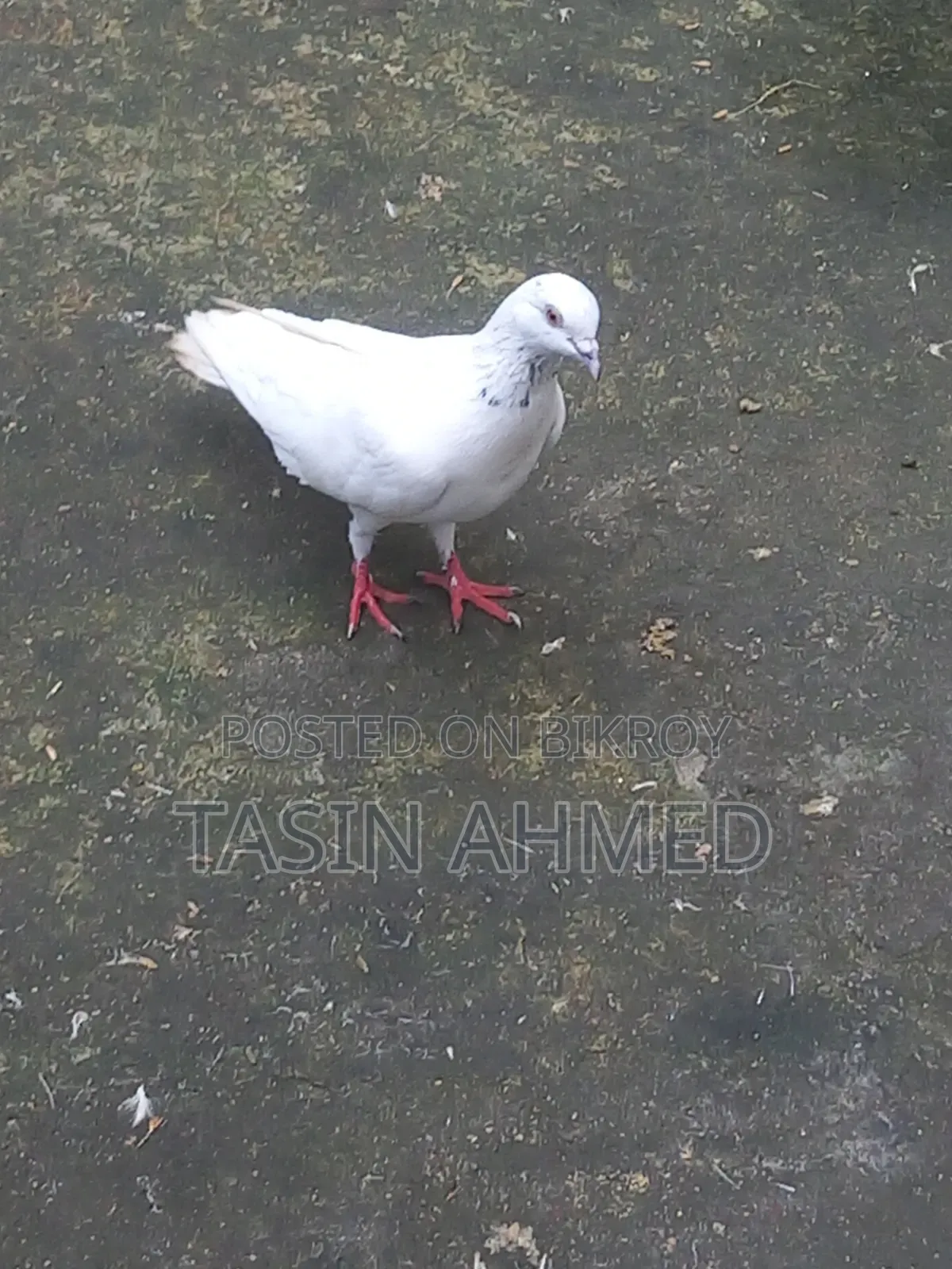 কবুতর রানিং জোরা