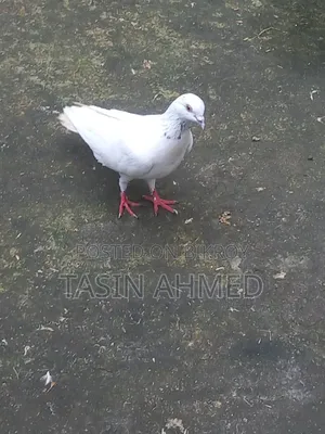 কবুতর রানিং জোরা