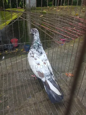 কবুতর রানিং জোরা