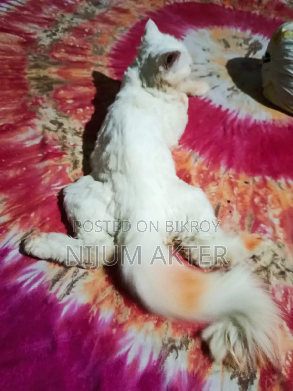6-12 Months Female Purebred Persian