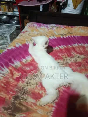 6-12 Months Female Purebred Persian