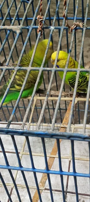 Budgerigar Bird