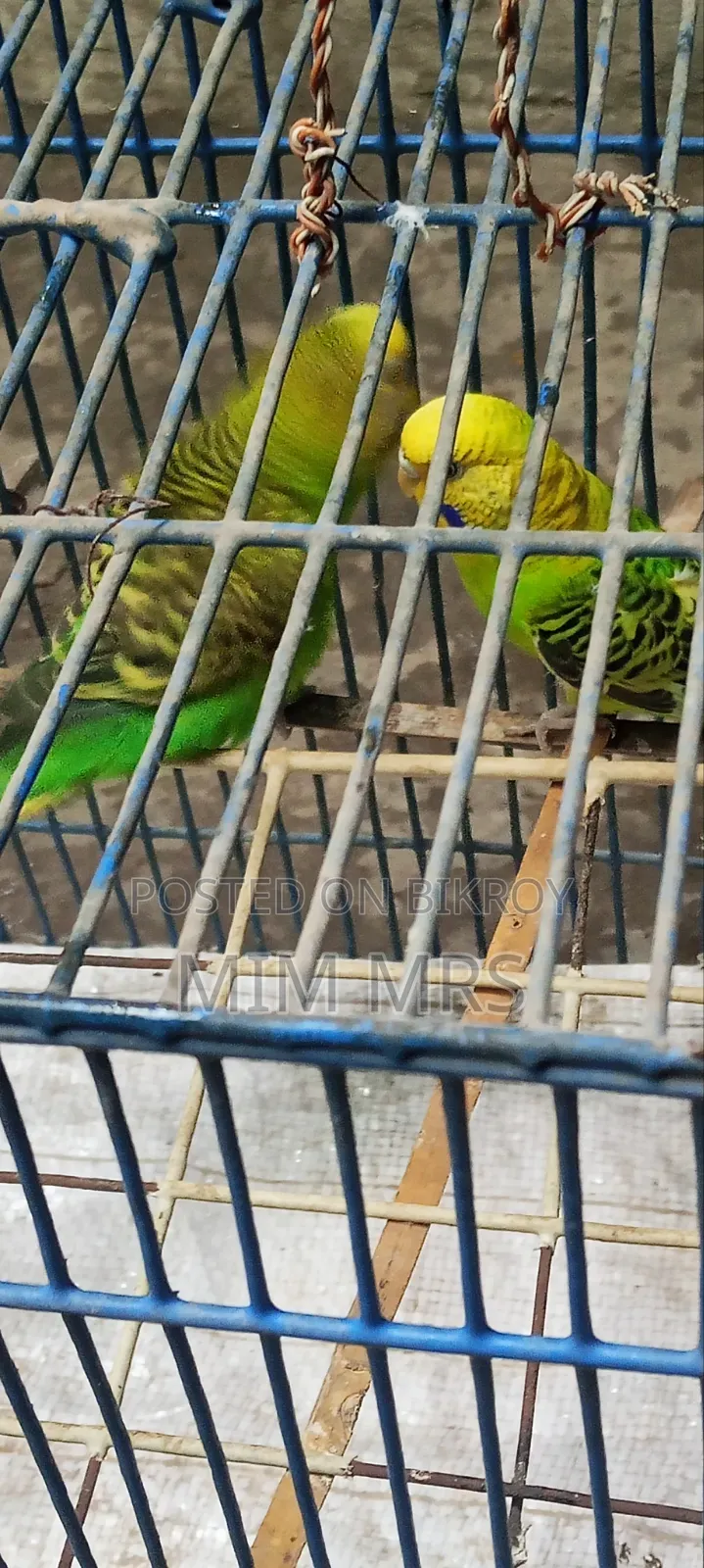 Budgerigar Bird