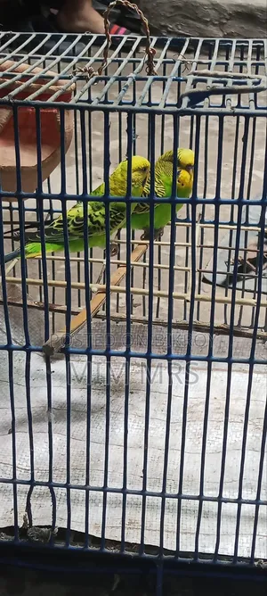 Budgerigar Bird