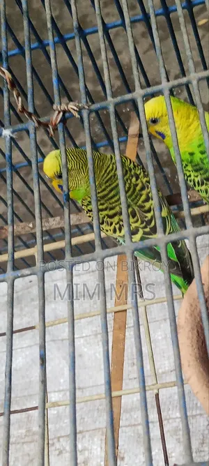 Budgerigar Bird