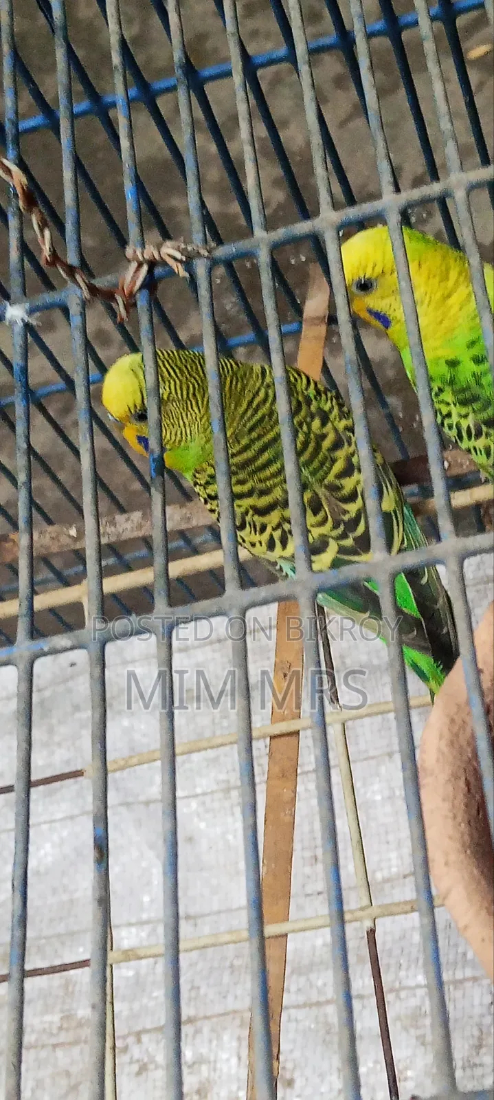 Budgerigar Bird