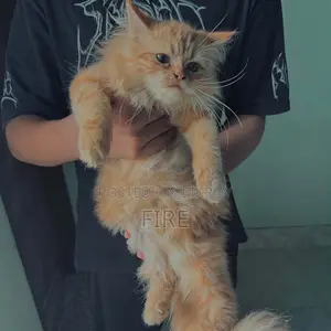 3-6 Months Female Purebred Persian