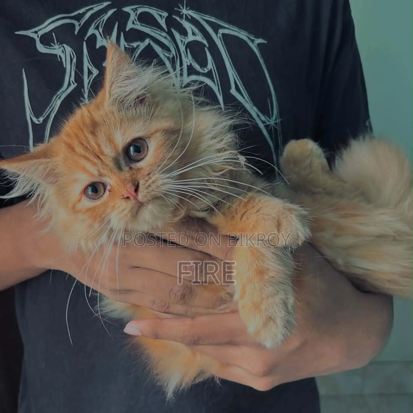 3-6 Months Female Purebred Persian