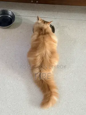 3-6 Months Female Purebred Persian