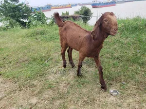 Goats for Sale