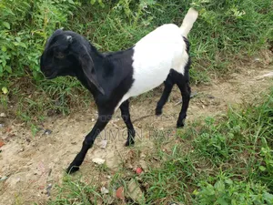Goats for Sale