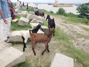 Goats for Sale