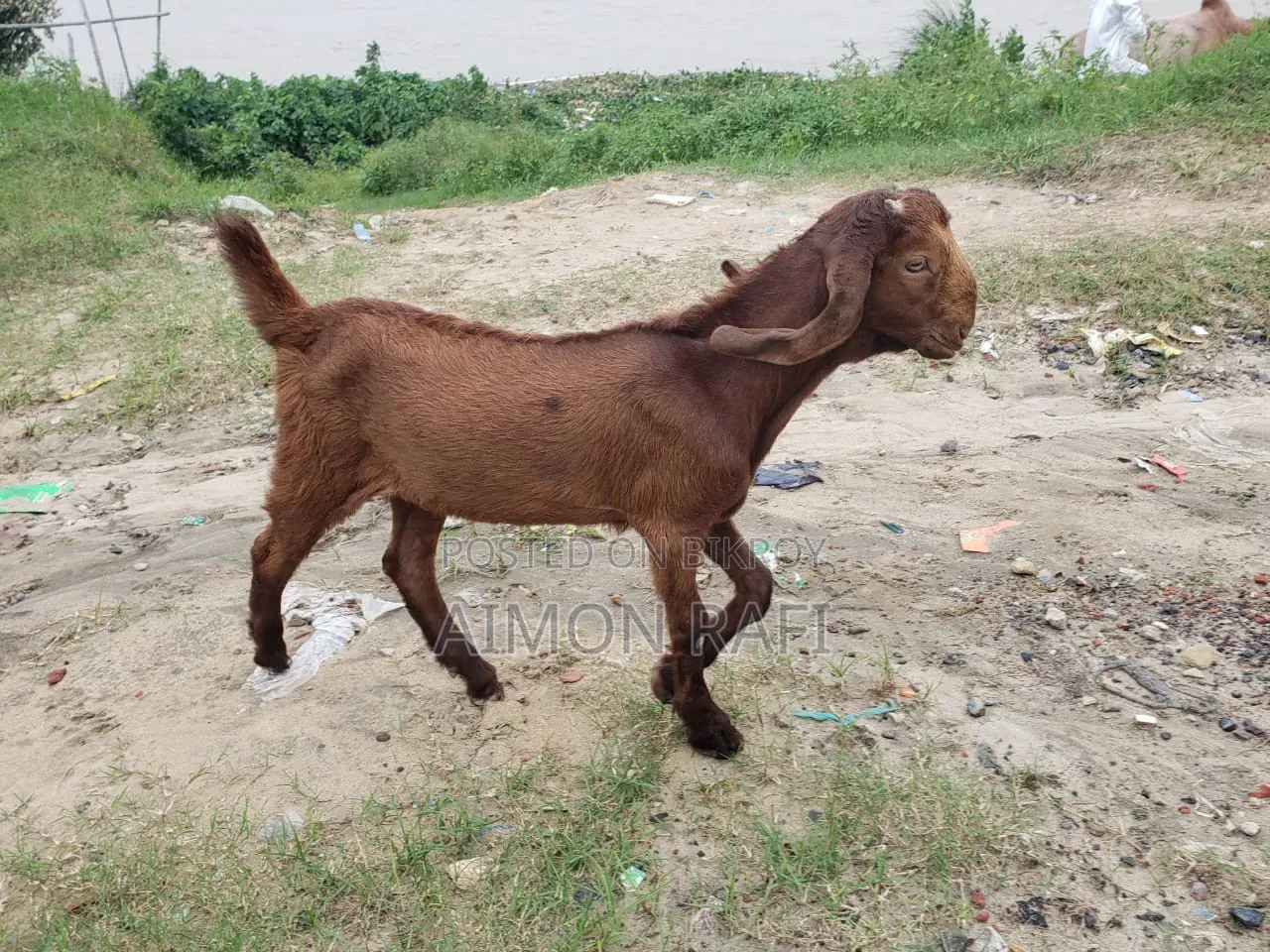 Goats for Sale
