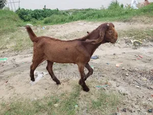Goats for Sale